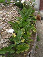Arum (1) (Photo F. Mrugala)